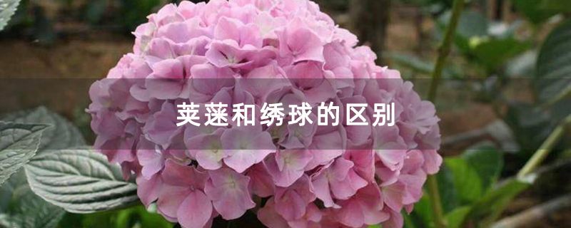 荚蒾和绣球的区别