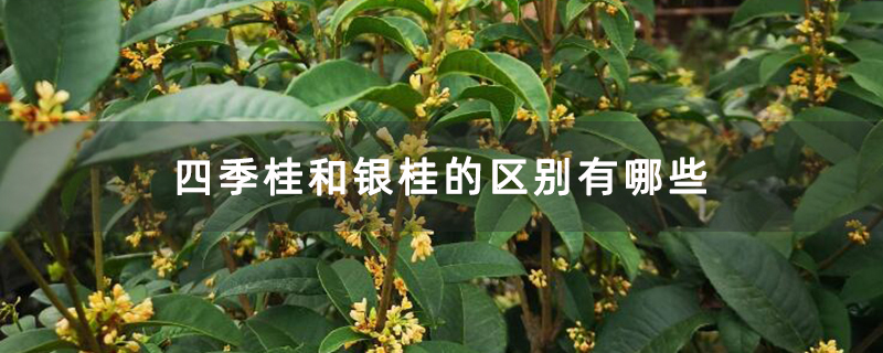 四季桂和银桂的区别有哪些