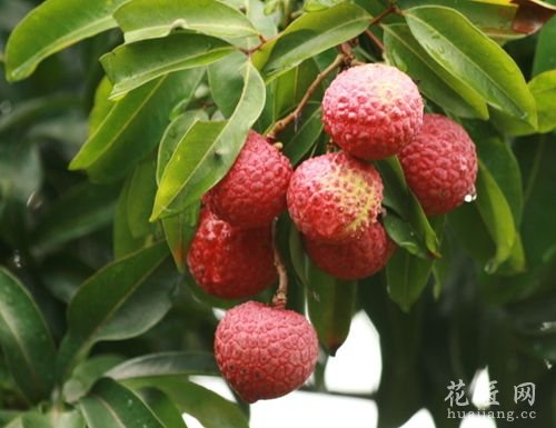 早熟荔枝霜疫霉病防治技术