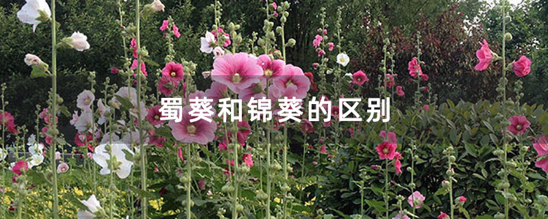 蜀葵和锦葵的区别