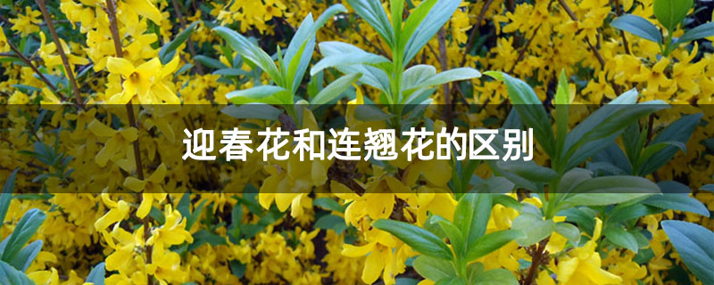 迎春花和连翘花的区别