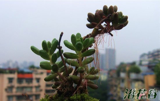 多肉植物长气根