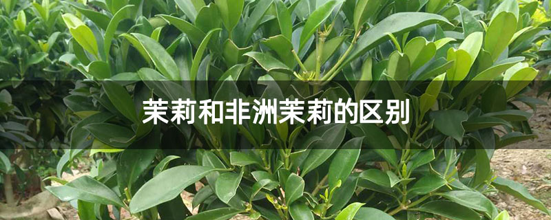 茉莉和非洲茉莉的区别