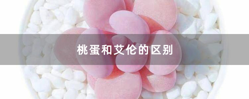 桃蛋和艾伦的区别
