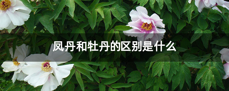 凤丹和牡丹的区别是什么