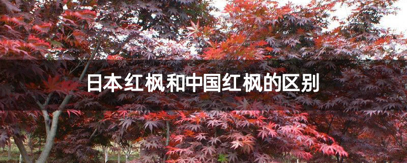日本红枫和中国红枫的区别