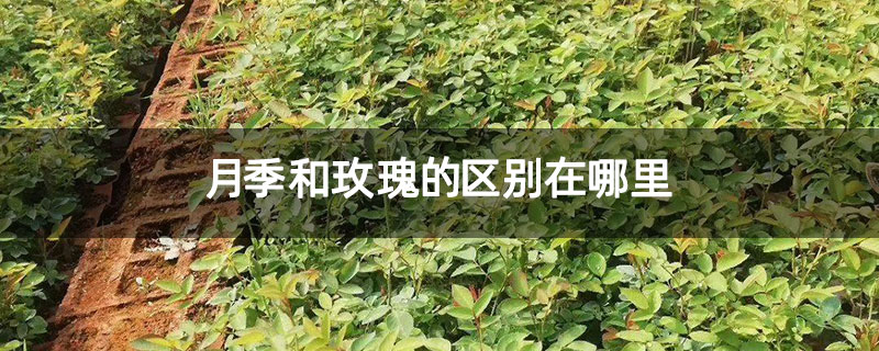 月季和玫瑰的区别在哪里