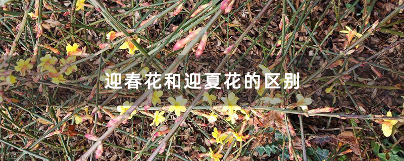 迎春花和迎夏花的区别