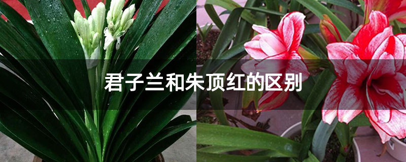 君子兰和朱顶红的区别