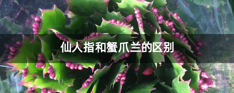 仙人指和蟹爪兰的区别