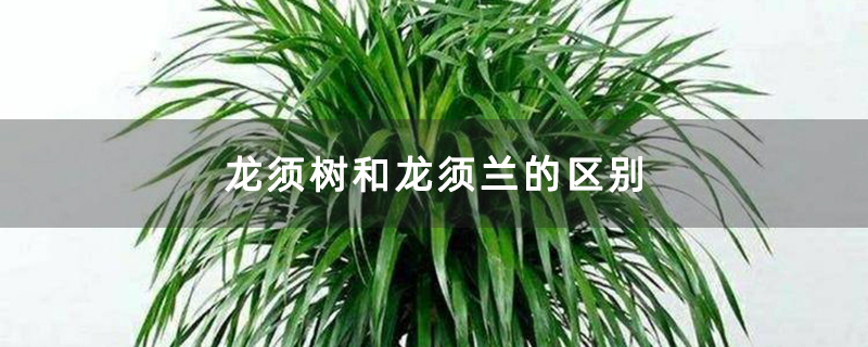 龙须树和龙须兰的区别