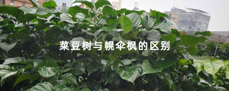 菜豆树与幌伞枫的区别