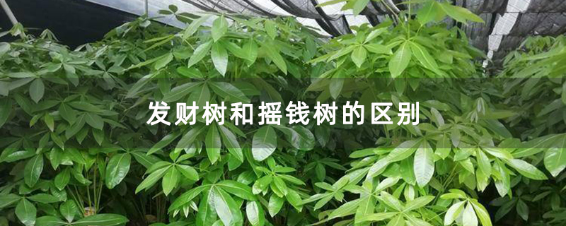 发财树和摇钱树的区别