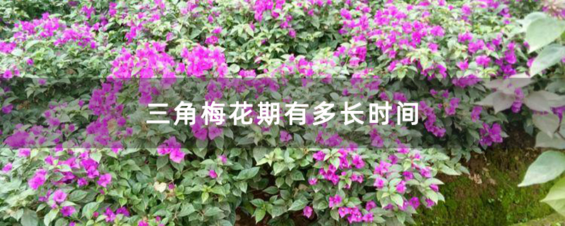 三角梅花期有多长时间