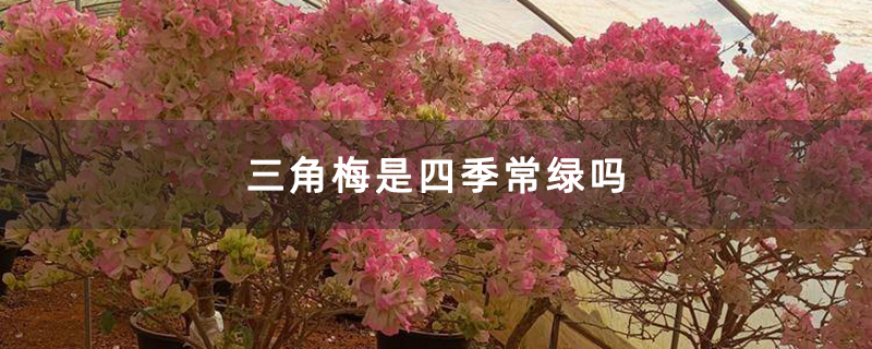 三角梅是四季常绿吗