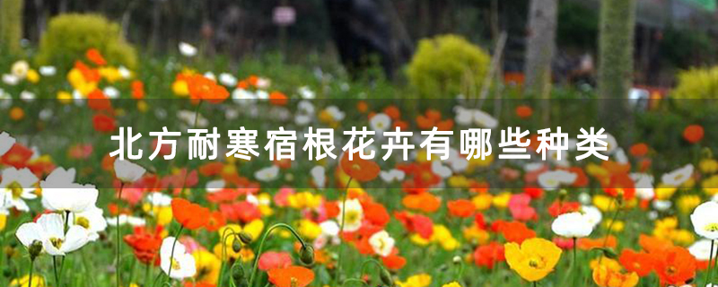 北方耐寒宿根花卉有哪些种类