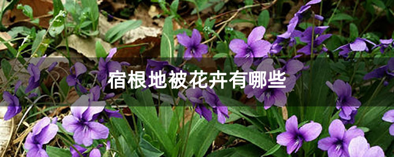 宿根地被花卉有哪些 宿根地被花卉有哪些
