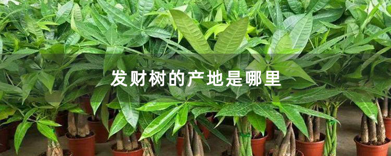 发财树的产地是哪里
