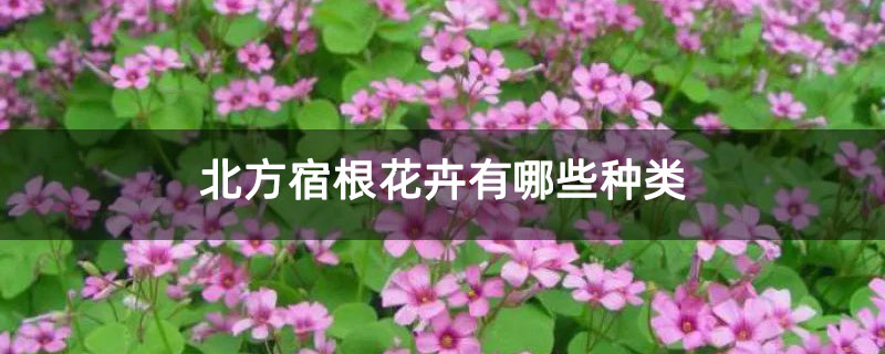 北方宿根花卉有哪些种类