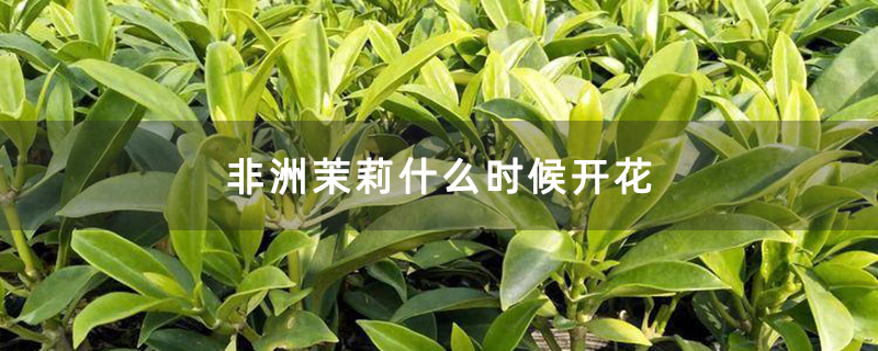 非洲茉莉什么时候开花