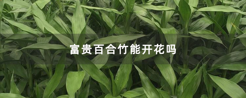 富贵百合竹能开花吗