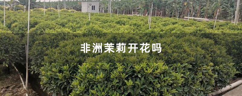 非洲茉莉开花吗