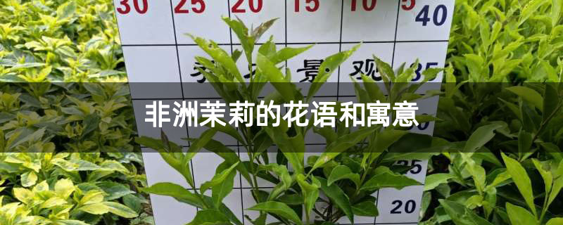 非洲茉莉的花语和寓意