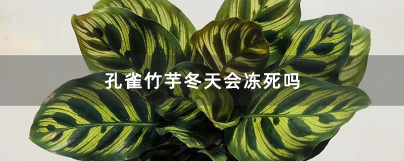 孔雀竹芋冬天会冻死吗