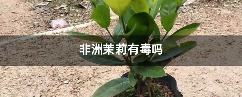 非洲茉莉有毒吗