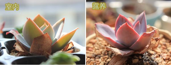 多肉植物广寒宫露养与室内养植的区别