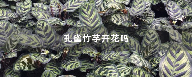 孔雀竹芋开花吗