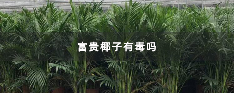 富贵椰子有毒吗