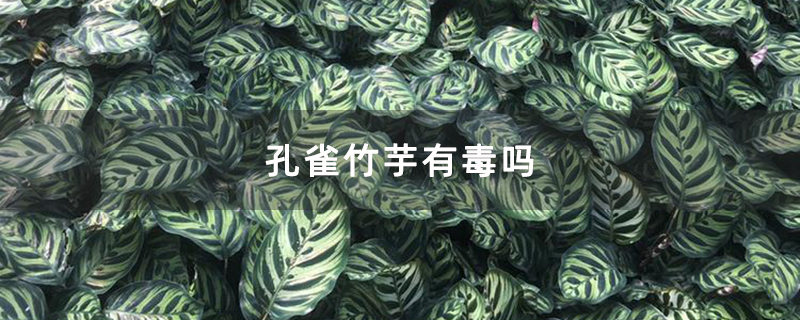孔雀竹芋有毒吗