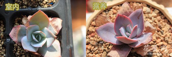 多肉植物广寒宫露养与室内养植的区别