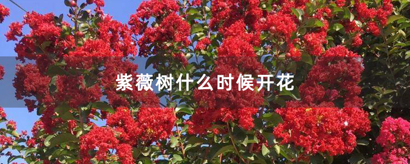 紫薇树什么时候开花