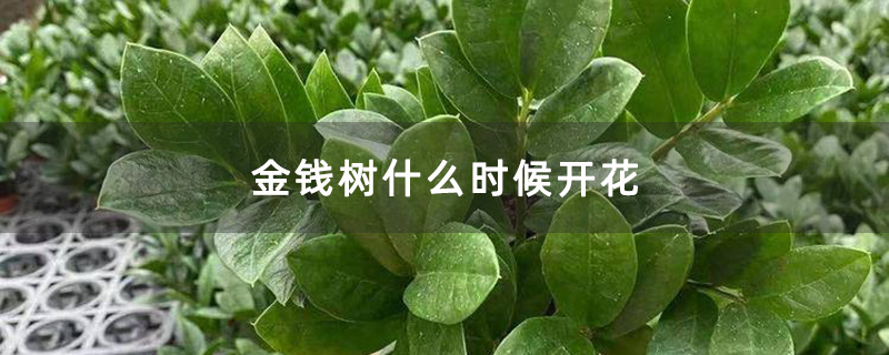 金钱树什么时候开花