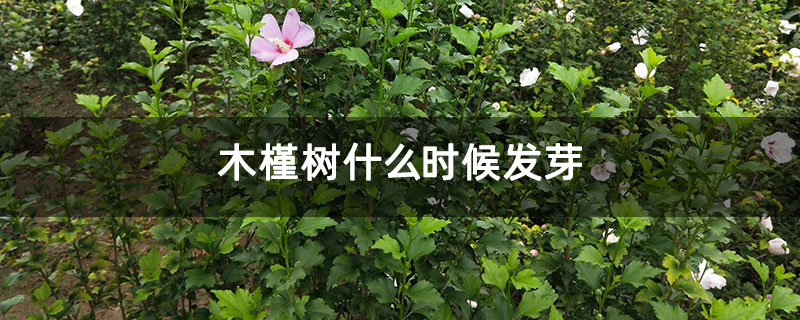 木槿树什么时候发芽
