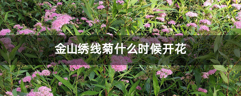 金山绣线菊什么时候开花