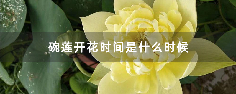 碗莲开花时间是什么时候