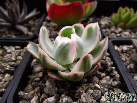 分裂素多肉植物使用总结