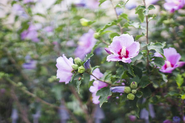 木槿花