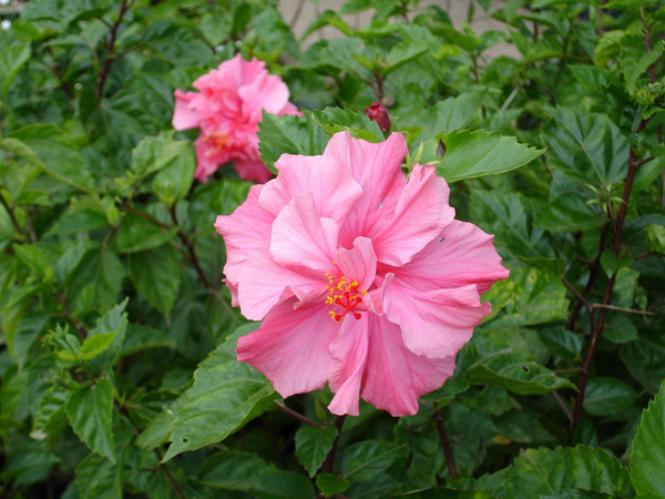木槿花