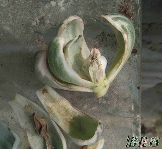 分裂素多肉植物使用总结