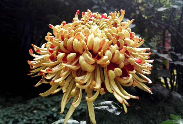 菊花