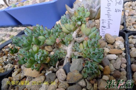 多肉植物黑莓怎么养 黑莓的介绍