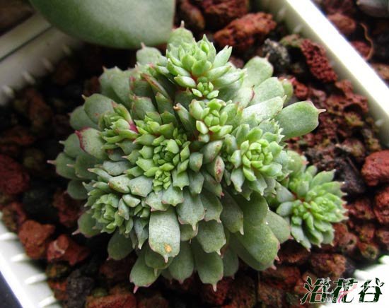 分裂素多肉植物使用总结