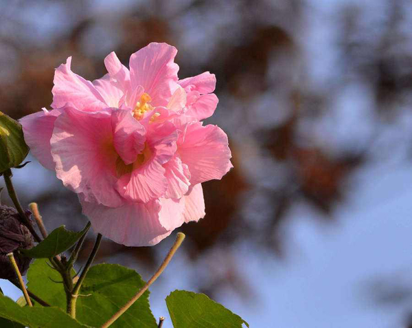 芙蓉的花语是什么？芙蓉的寓意和象征