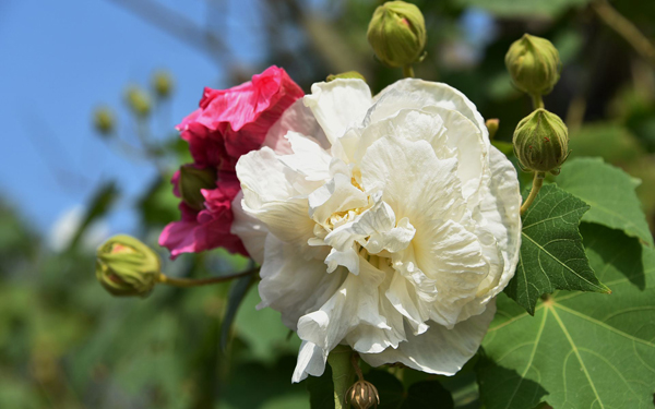 芙蓉花