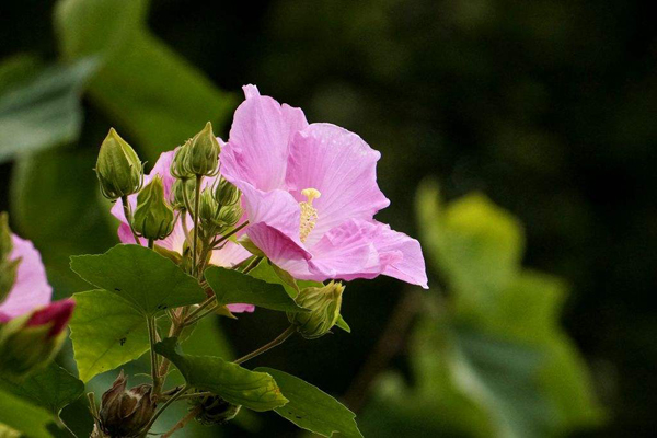 芙蓉