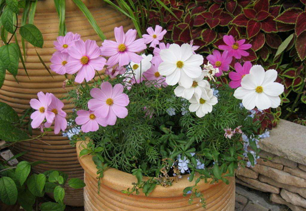 波斯菊